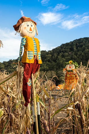 fun-learning-with-scarecrows