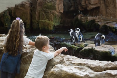 kids at zoo